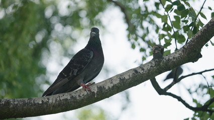 pigeon sitting on a tree branch