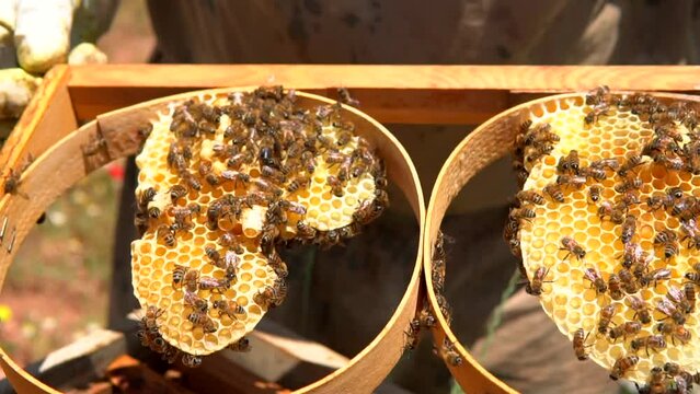 beekeepers harvesting honey from the hive