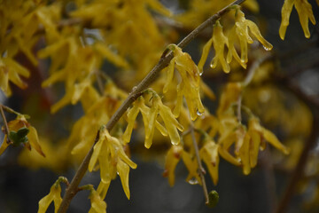 Raindrops Clinging to the Petals of Yellow Forsythia Bush