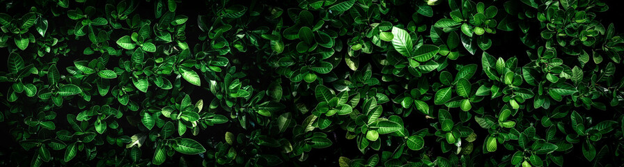 abstract stunning panorama green leaf texture, tropical leaf foliage nature dark green background. green banners nature tropical concept.