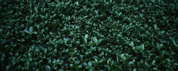 abstract stunning panorama green leaf texture, tropical leaf foliage nature dark green background. green banners nature tropical concept.