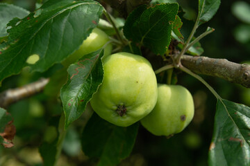 Two green apples hanging from a tree