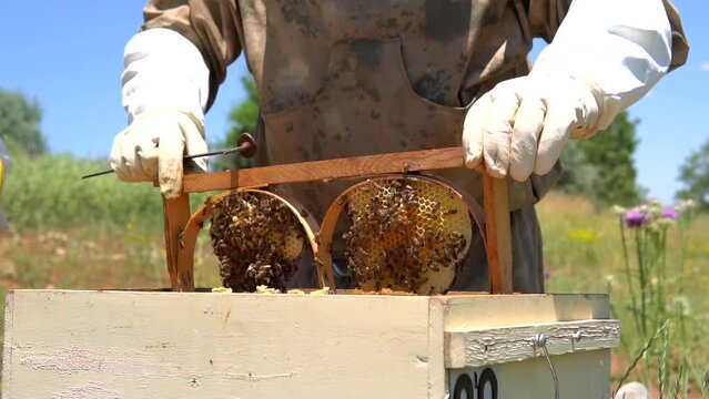 beekeepers harvesting honey from the hive