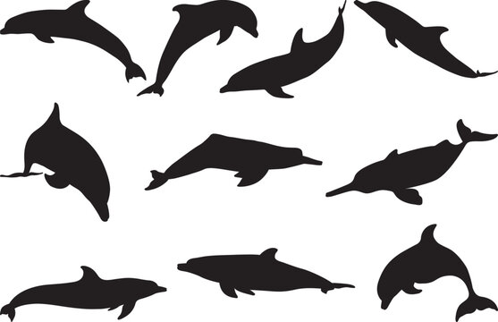 Set of Dolphin Silhouettes. Vector Images