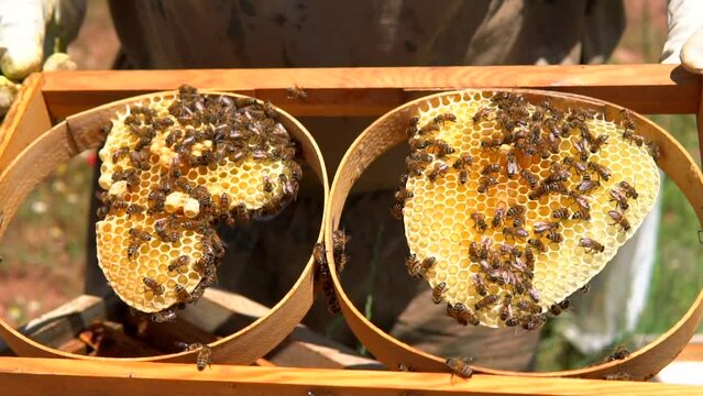 beekeepers harvesting honey from the hive