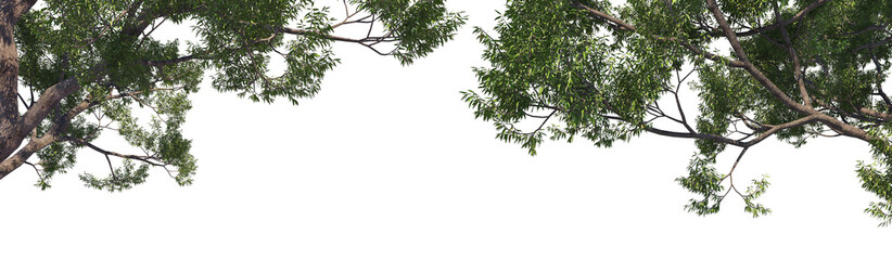 Foreground tree on a white background.