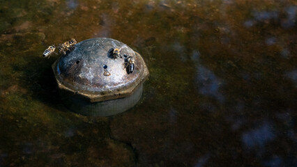 Bienen am Brunnen