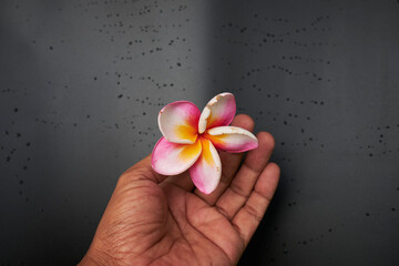frangipani flower in hand