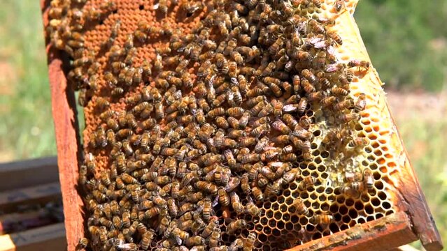 beekeepers harvesting honey from the hive