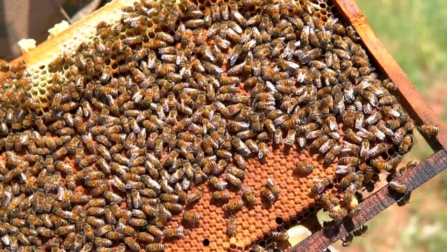 beekeepers harvesting honey from the hive
