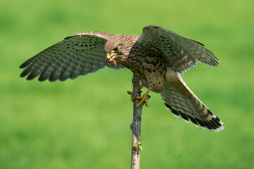 A Common Kestrel landing at the edge of a meadow
