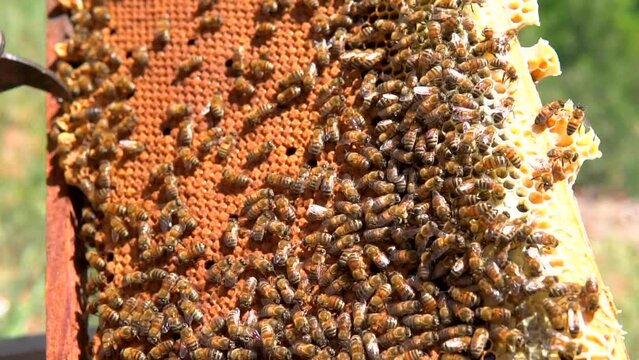beekeepers harvesting honey from the hive