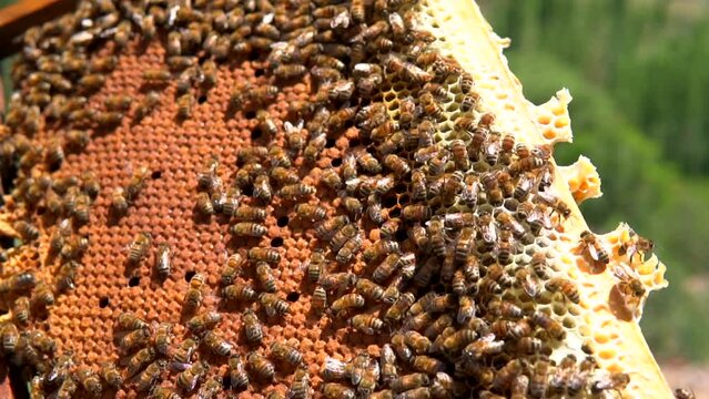 beekeepers harvesting honey from the hive