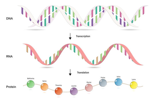 Transcription and Translation. Protein synthesis. DNA, mRNA and Protein. Molecular Biology Studies.