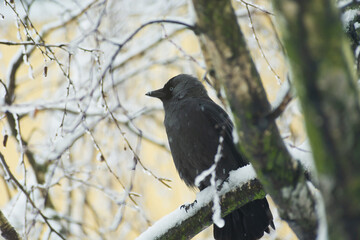 Jackdaw bird sitting on a tree branch