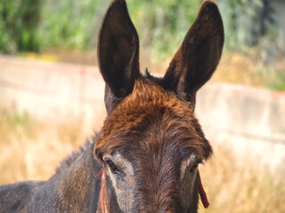 Brown intelligent donkey portrait
