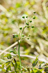 まだ青い野バラの実