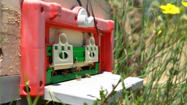 beekeepers harvesting honey from the hive