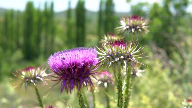 beekeepers harvesting honey from the hive