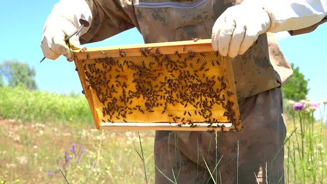 beekeepers harvesting honey from the hive