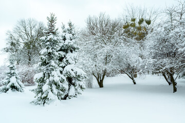 Trees in the park covered with snow