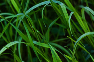 Morning rose on a naked stone in Nizhny Tagil. June 2022
Утренняя роза на Голом камне в Нижнем Тагиле. Июнь 2022 год.
