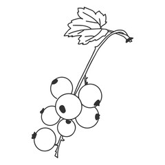 Black and white illustration of currant berries on a white background. Doodle style. Cartoon style