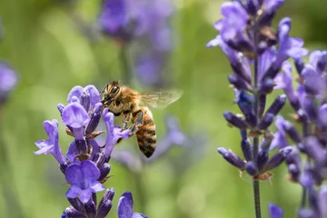Papier Peint photo Lavable Abeille close up of a bee on a lavender