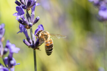 close up of a bee on a lavender
