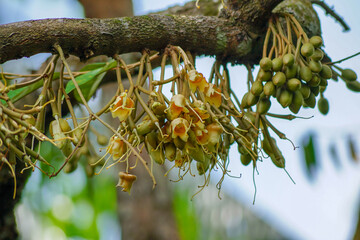 Close up durian flowers blooming from the branched of durian tree and blur image of bokeh tree...
