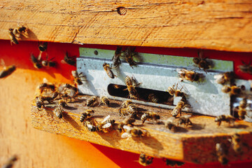 Swarm of bees, hive close-up. Apiary.