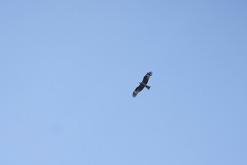 Soaring kite over the Ural village - Sulem (Sulem). July 2022
Парящий коршун над уральским селом - Сулем(Сулём). Июль 2022 год. 