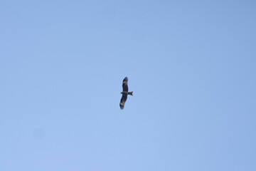 Soaring kite over the Ural village - Sulem (Sulem). July 2022
Парящий коршун над уральским селом - Сулем(Сулём). Июль 2022 год. 