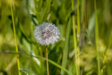 Ural blooms in July 2022.
Уральские цветения в июле 2022 года. 