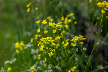Ural blooms in July 2022.
Уральские цветения в июле 2022 года. 