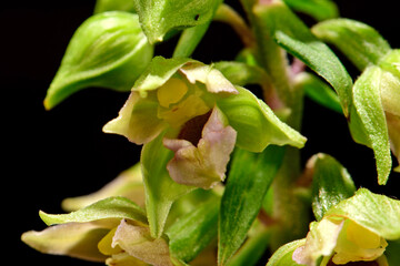 Fototapeta Heimische Orchidee - Breitblättrige Stendelwurz // Broad-leaved helleborine (Epipactis helleborine) obraz