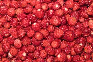 fresh picked wild strawberries