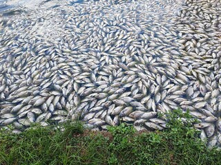Dead fish floating on the surface of poisoned water. Environmental polliution. Impact from toxic emissions in the aquatic environment
