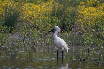 Eurasian spoonbill or common spoonbill, Platalea leucorodia, Turkey