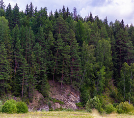 Fototapeta na wymiar Trees on the steep bank of the Sulem River, Ural, July 2022.