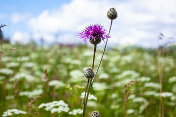 June blooms in the Urals
