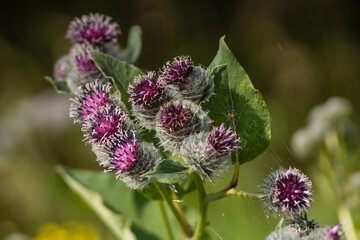 Burdock 
Репейник(лопух) 