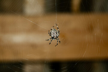 Medium sized spider on web
Паук среднего размера на паутине