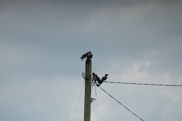 Crows.
Вороны