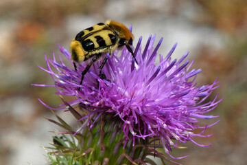 French Flower Chafer on a loggerhead // Glattschieniger Pinselkäfer (Trichius gallicus) - Lovcen National Park, Montenegro