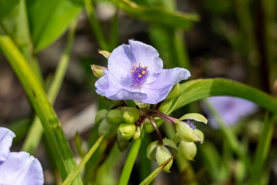 Tradescantia andersoniana group 'Little Doll' a summer flowering plant with a blue purple summertime flower commonly known as spider lily, stock photo image