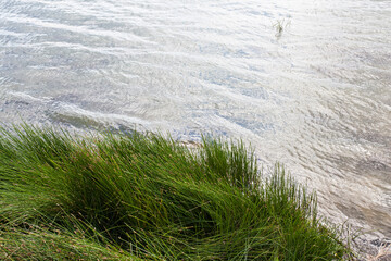 Background image of water in the river and tall green grass on the shore of the reservoir, for your design or other decorations.
