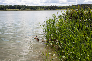 Wild ducks swim among tall grass, along a picturesque river, against the backdrop of a forest on a bright, sunny day with a cloudy sky.