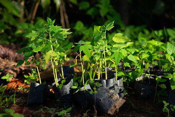 Papaya sapling with green environment of sunlight. Agriculture Seedlings of papaya in black bags for trade or planting of farmers.