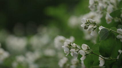 shot of jasmine flowers after rain